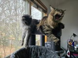 Maine Coon Mom review photo