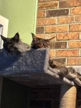 Maine Coon Mom review photo