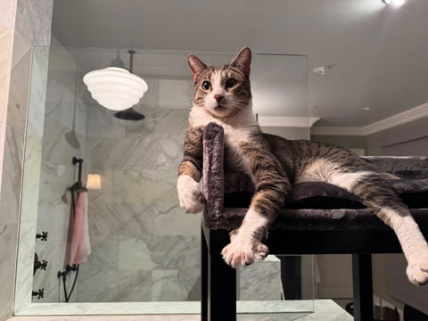Design Cat Furniture Elite Blackline Dark Grey