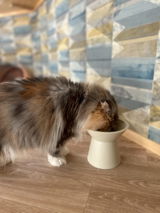 ねこのホテルちぐら review photo