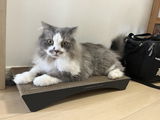 匿名 review photo