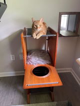 Cat daddy review photo