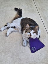 Regular CatBib