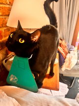 Regular CatBib