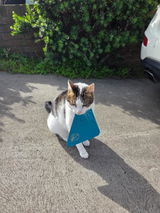 Regular CatBib