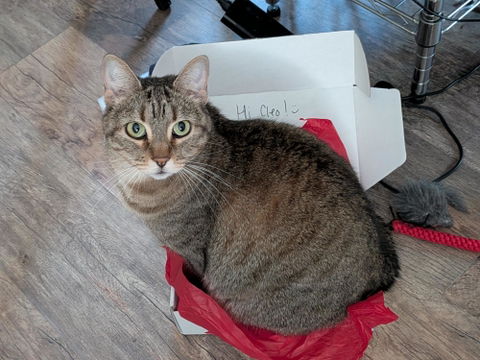 catbox