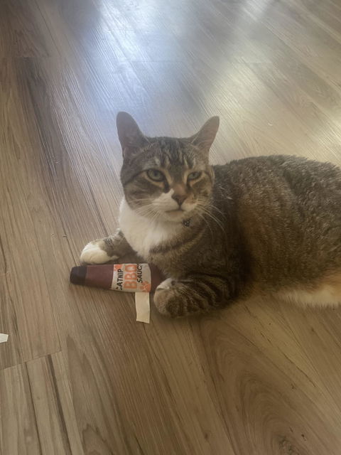 catbox