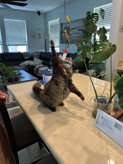 catbox