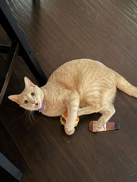 catbox