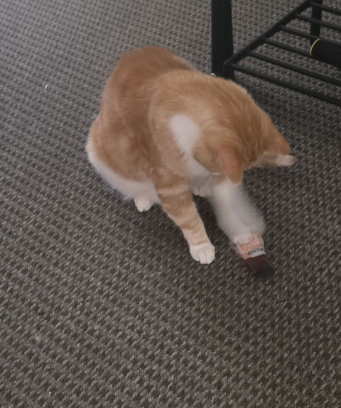 catbox