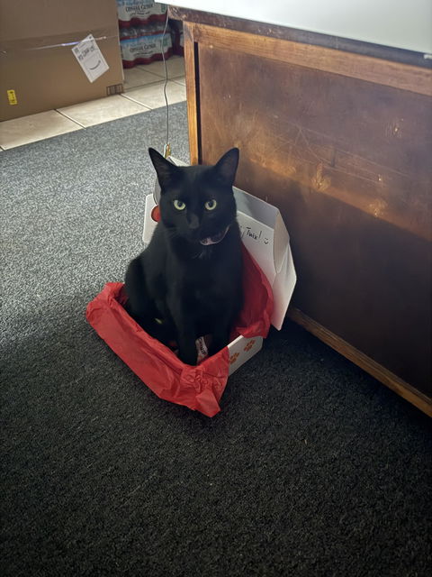 catbox