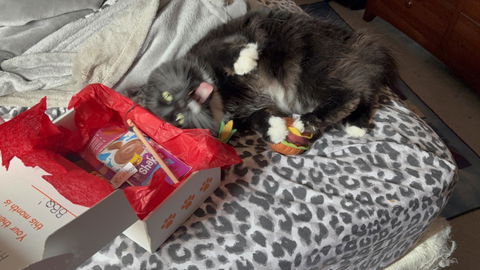 catbox