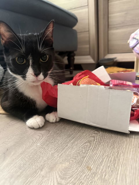 catbox