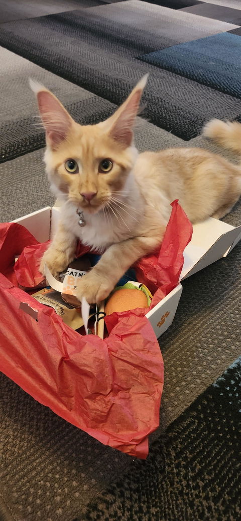 catbox