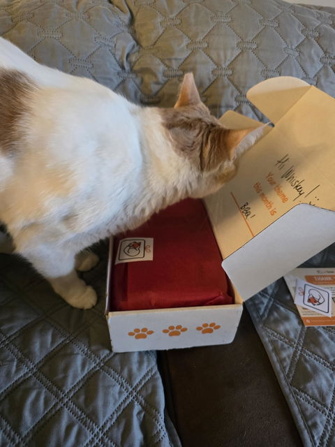 catbox