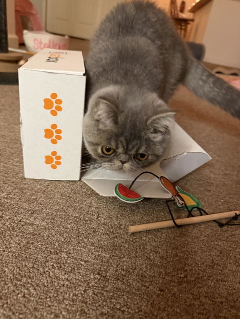 catbox