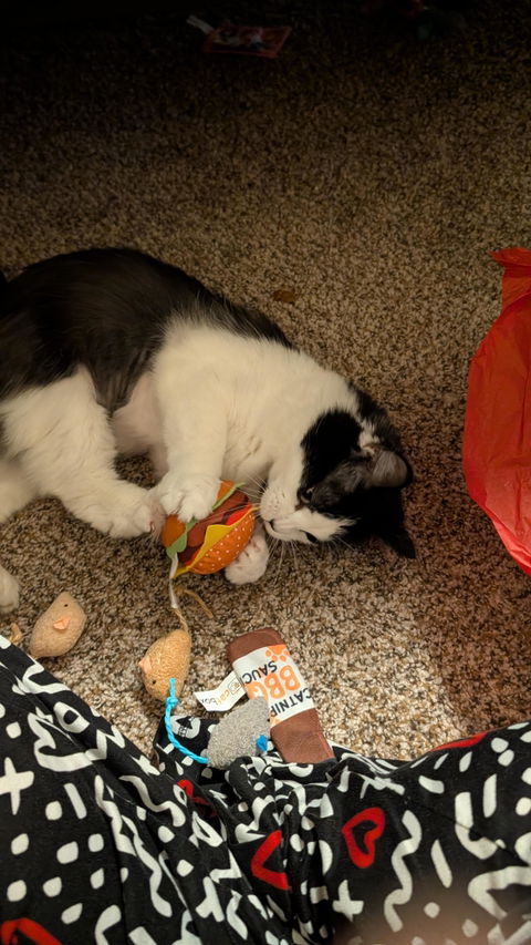 catbox