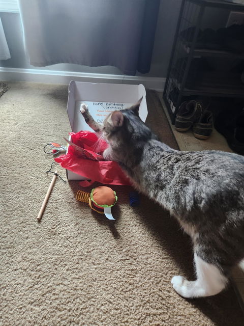 catbox