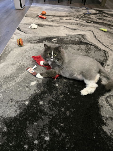 catbox