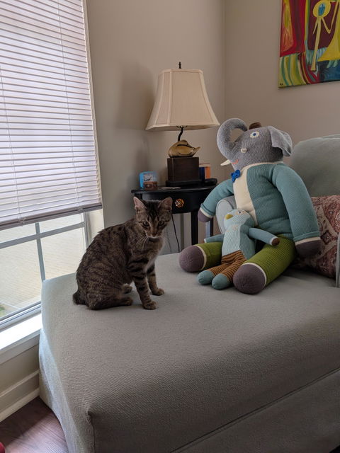 catbox