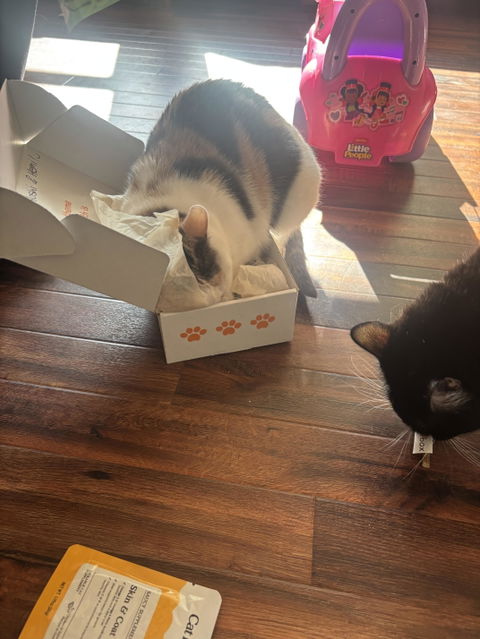 catbox