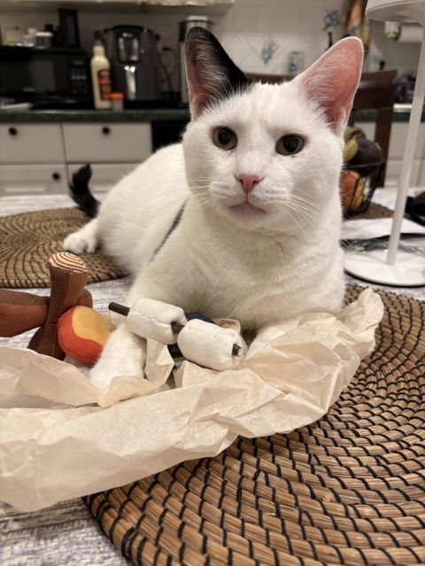 catbox