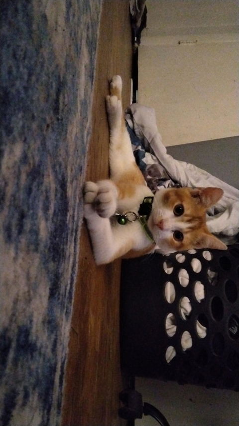 catbox