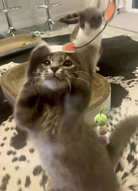 catbox