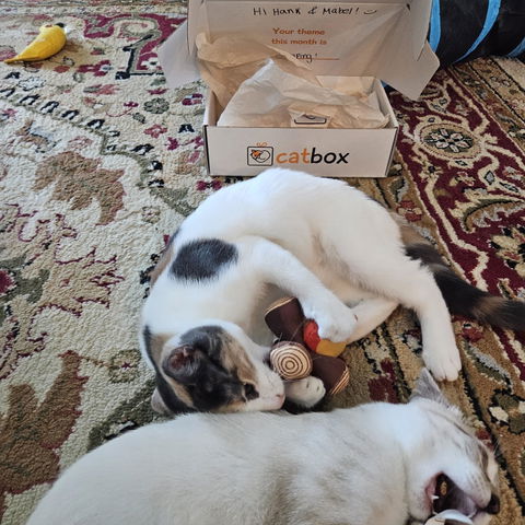 CatBox