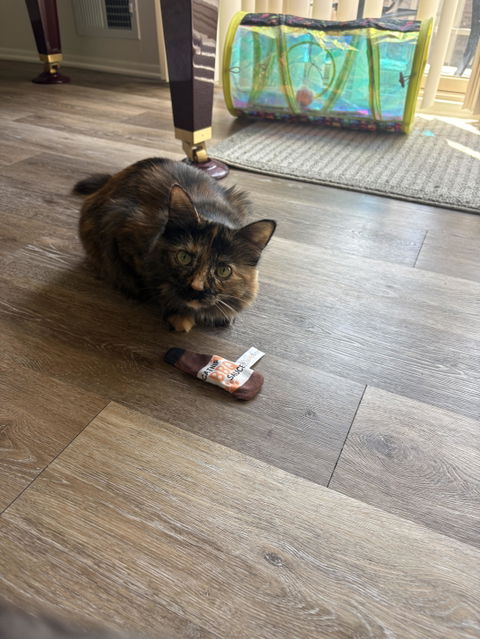 catbox