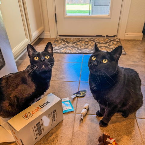 catbox