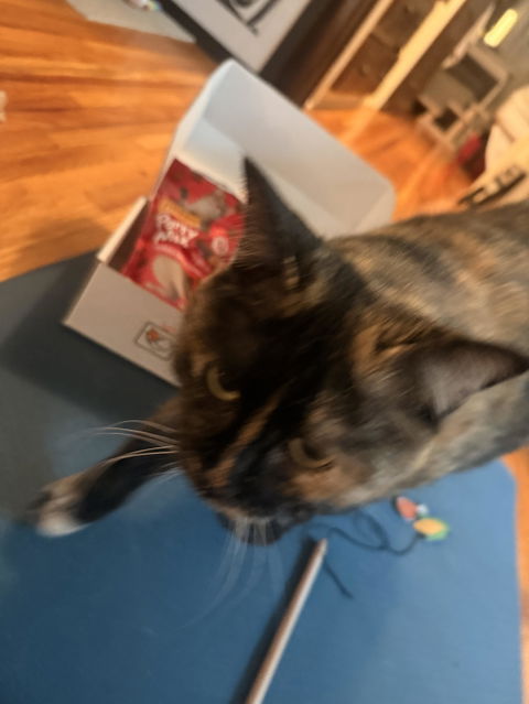 catbox