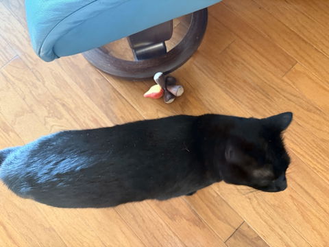 catbox