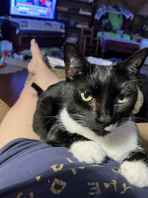 catbox