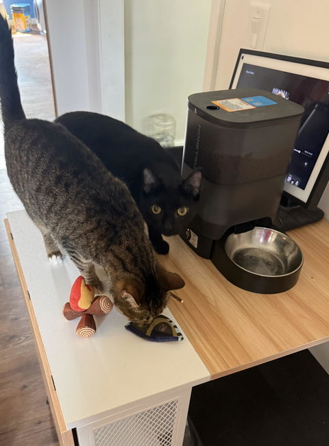 catbox