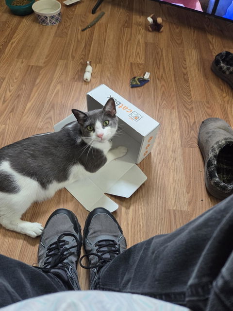 catbox