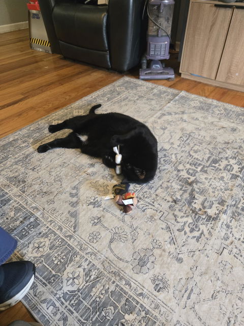 catbox