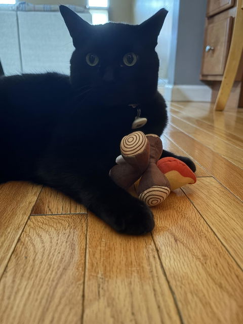 catbox