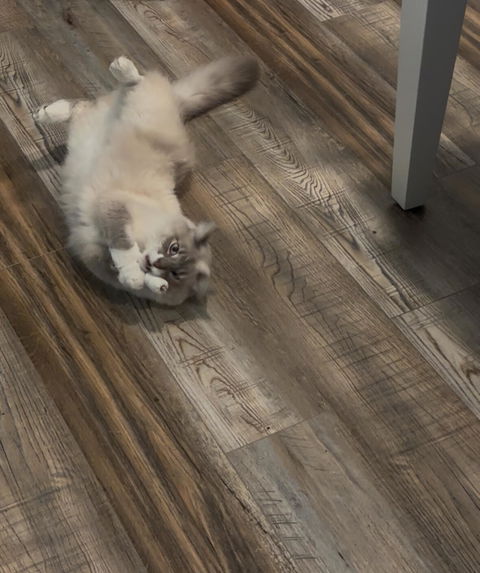 catbox