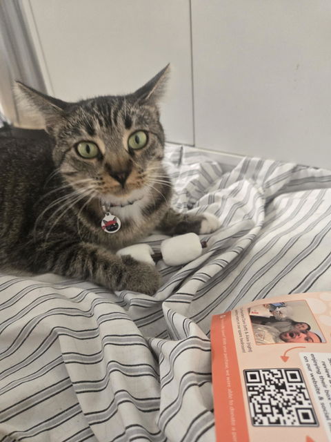 catbox