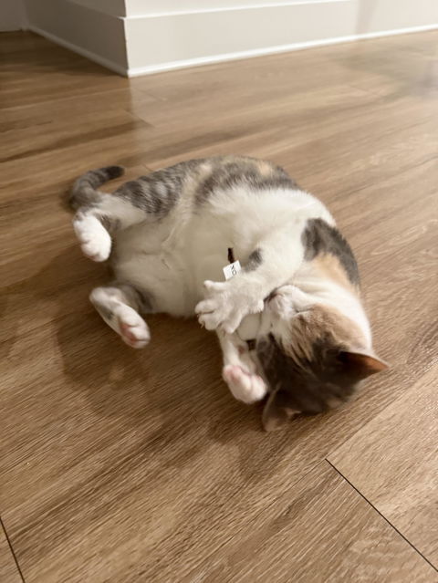 catbox