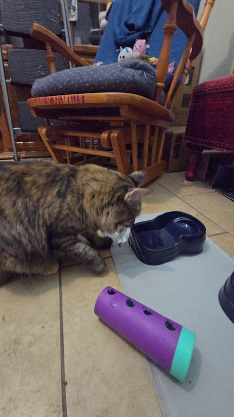 catbox