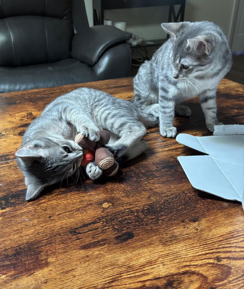 catbox