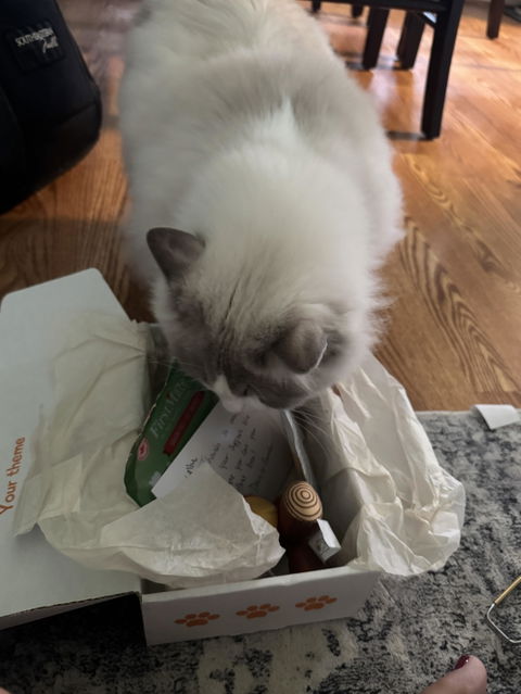 catbox