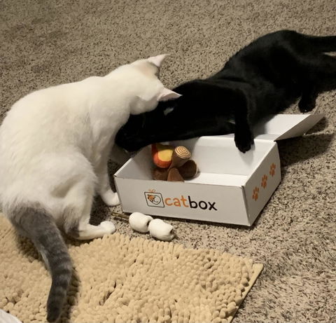 catbox