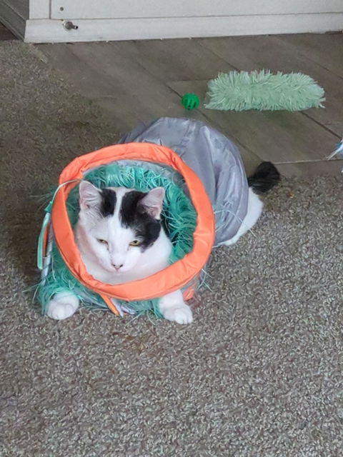 catbox