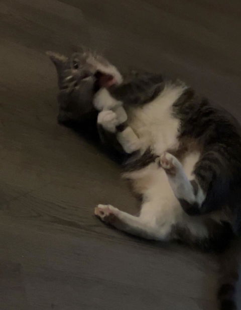 catbox