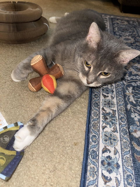 catbox
