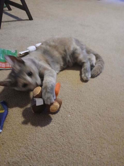 catbox
