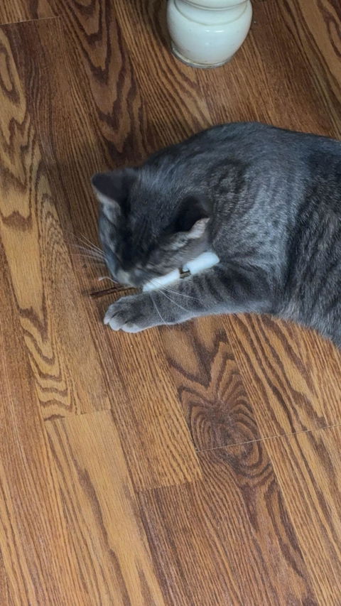 catbox